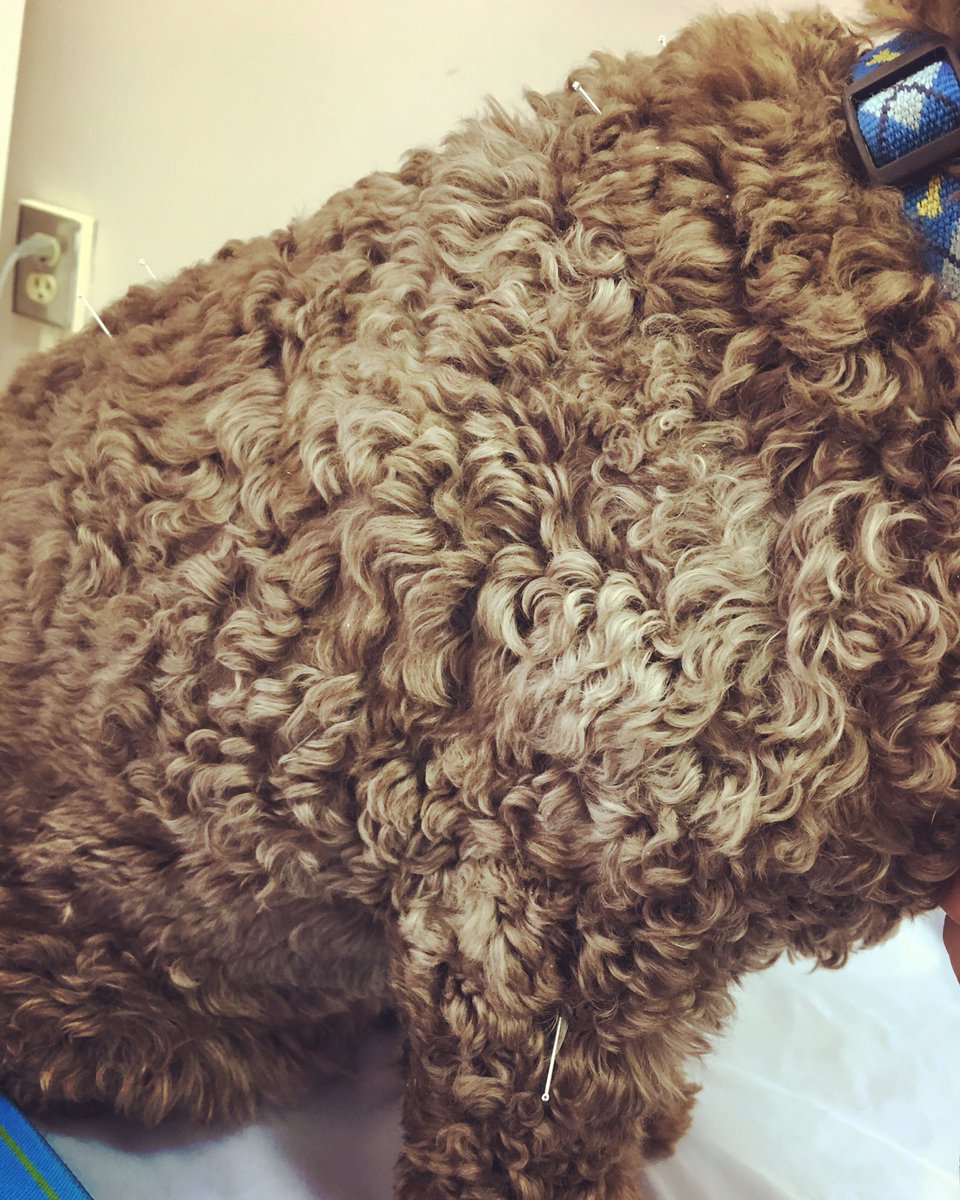 StaceyLeePhotog's tweet image. Dog acupuncture today..... #doesthiswork #acupuncture #ihavetotryit #bernardthecockerspaniel