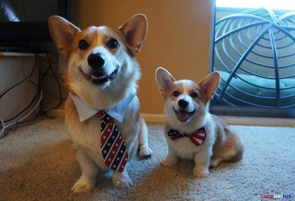 Corgi Ten Boom tweet media
