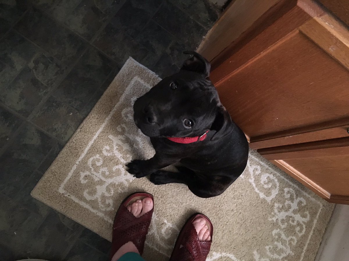 Nannyherr's tweet image. Just guarding the bathroom... #staffydog #shadow #guarddogrules
