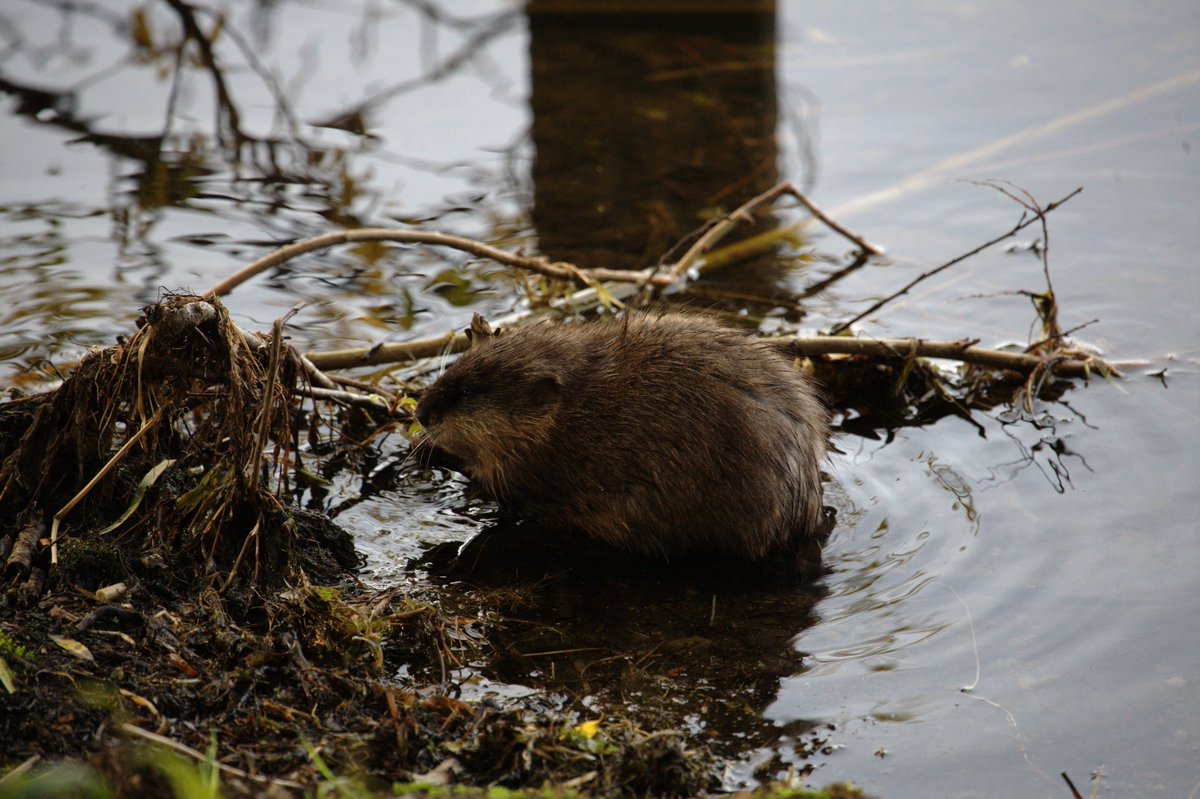 🙃 RT spectacularNWT: Secret #98: World's biggest beaver dam? It's in ParksCanada's #WoodBuffaloNP. #NWTSecrets