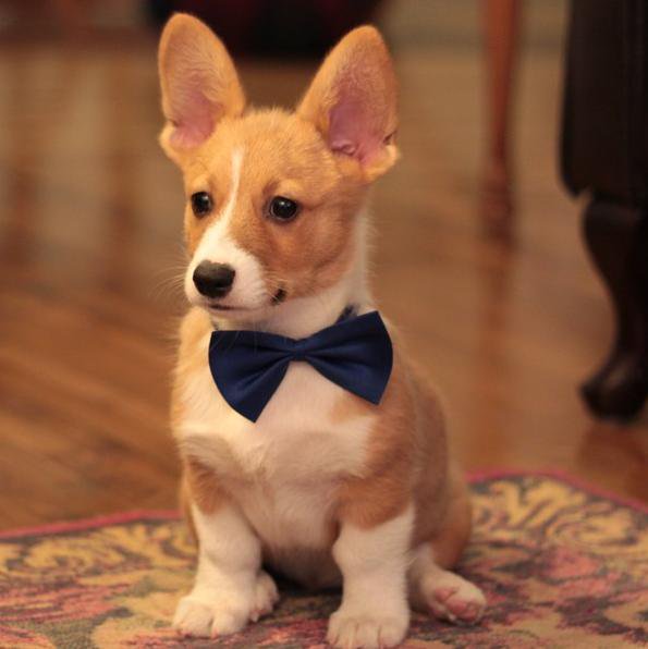 Corgi Ten Boom tweet media