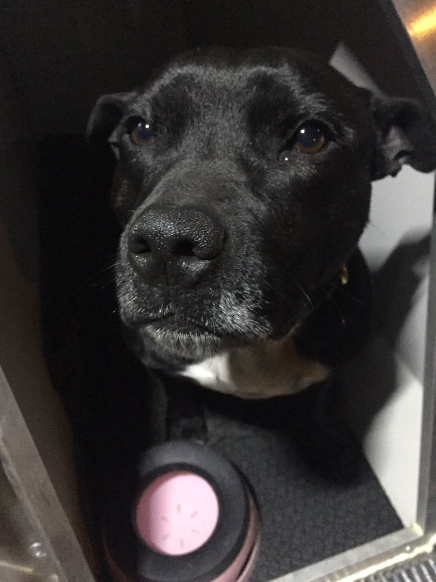 RPD2025STELLA's tweet photo. I'm at work on our first of 4 night shifts I just searched a car &amp; found some money 🐾🐾 https://t.co/Eq0n32twma