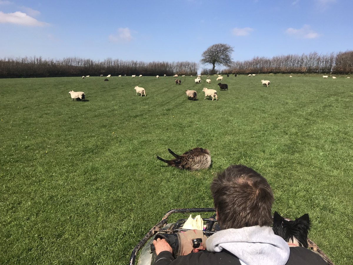 newlandfarm's tweet photo. She needed a hand to roll over #OnHerBack #ViewFromTheQuad https://t.co/5Uq3TCRWrn