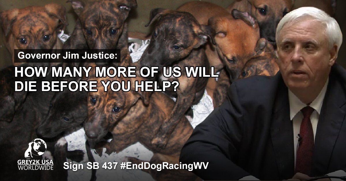 AnmalsRights's tweet photo. @WVGovernor please sign SB 437 to end cruel dog racing! https://t.co/UnHxLkbKHv
