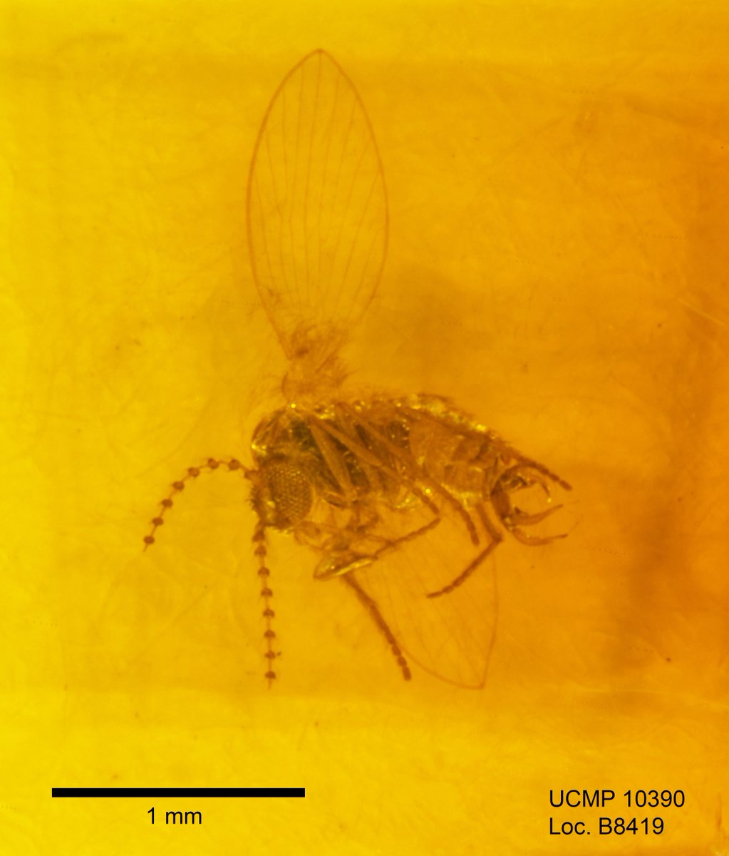 bfi_PEN_IMLS's tweet photo. 4 #FossilFriday holotype of the fly Philosepedon apozonallii, family Psychodidae posing pretty in MX amber. @FossilInsectTCN @ucmpberkeley https://t.co/BlJxolvOo3