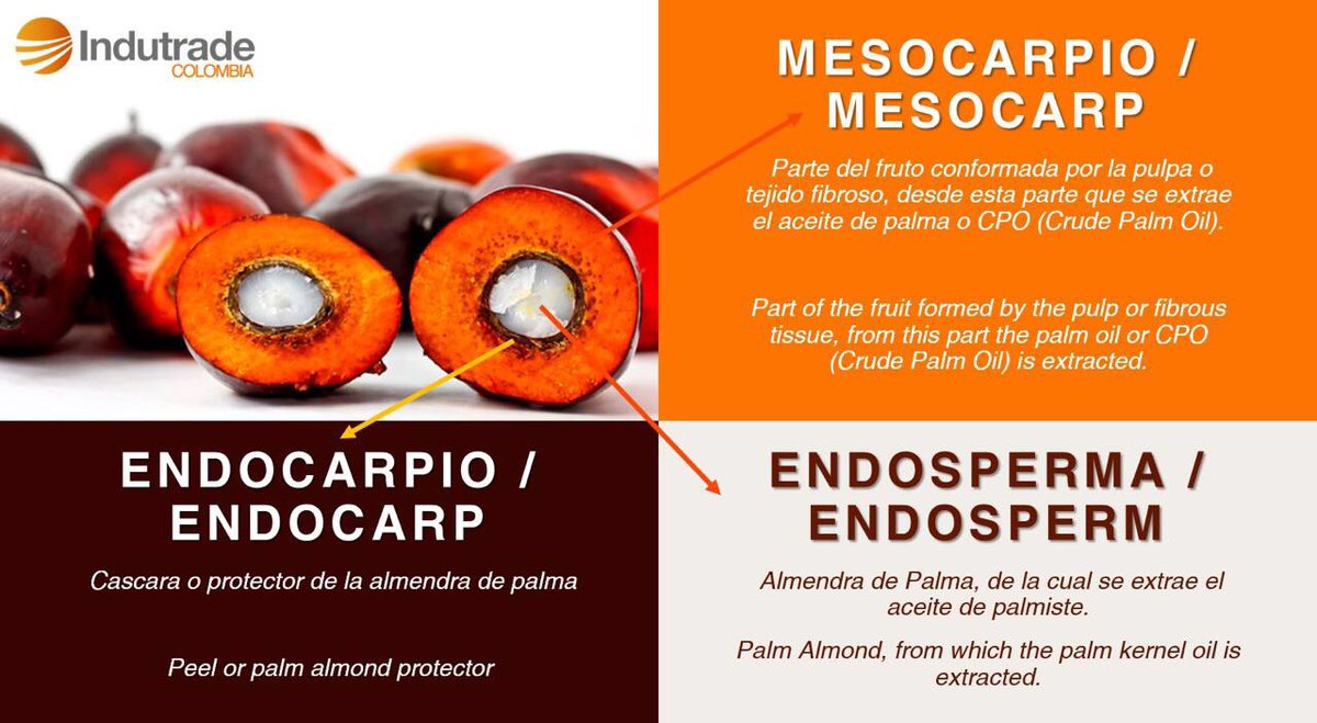 IndutradeGroup's tweet photo. Ever wonder what is the name of each part of the palm oil fruit, we have it for you, learn and have more info about the palm here! https://t.co/gMNn6fEALc