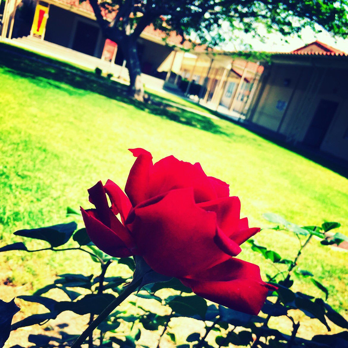 LBLongfellowPTA's tweet photo. "Bloom where you are planted." #β€οΈourschool #watchusgrow #doinggoodthingsforkids #pta4kids #longfellowlionsaretheveryverybest https://t.co/J5FavPWZYE