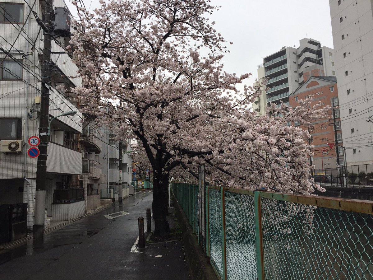 mitchey417's tweet photo. 更生医療の書類作成を病院に依頼しながら桜巡り(^_^) https://t.co/SFnsxKdmic