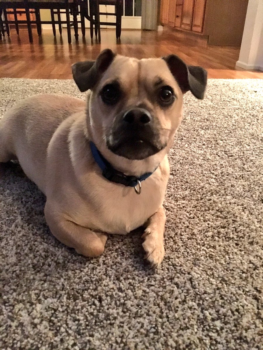 For every RT this gets, I'll pet Biscuit and tell him he's a good boy 🐶