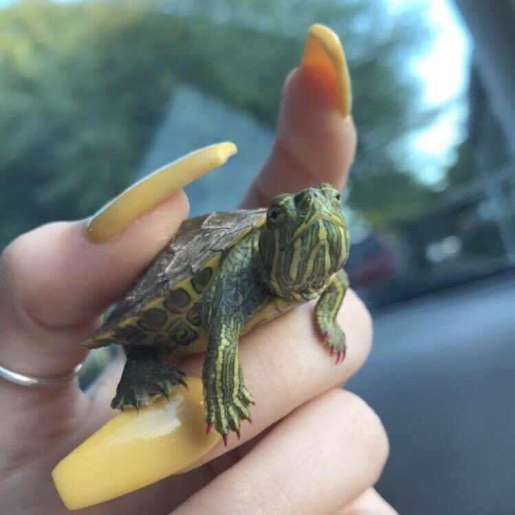 kianaalol's tweet image. gotta keep me &amp;amp; my babygirl&apos;s grippers lookin fresh 😜💅🏼