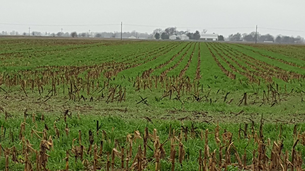 bigdogmills's tweet photo. Good friend seeded his cereal rye with the combine while shelling corn last fall. Looks perfect. https://t.co/FR8Ey8Ay0o