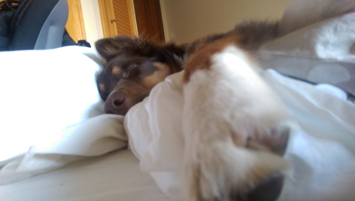 The dog will NEVER sleep in bed! (he said proudly...) || #dogs #screenshotsaturday #procastination #lifeisgood