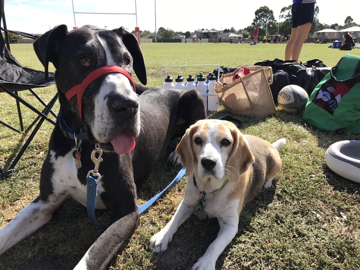 IzzyandCooper's tweet photo. We're getting back into our old job of being rugby club mascots.... taking it easy this time tho #kiwihawthorn #vicmastersrugby https://t.co/VZQlDM5RWE