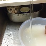 神出鬼没wいつもあなたのそばにいるニャン!
