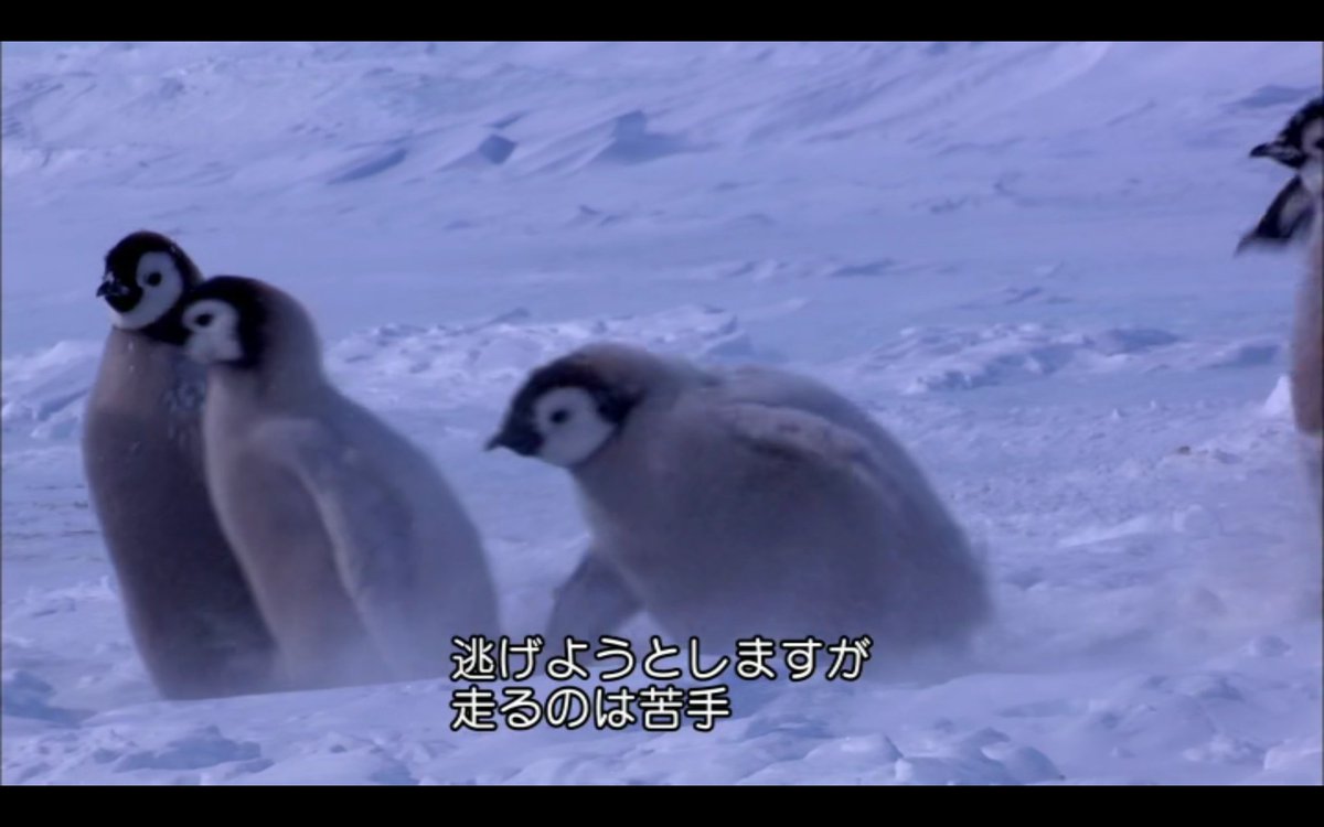 はんがー オオフルマカモメvsコウテイペンギンのヒナ この場面が何度見ても面白すぎる はんがー オオフルマカモメvsコウテイペンギンのヒナ この場面が何度見ても面白すぎる