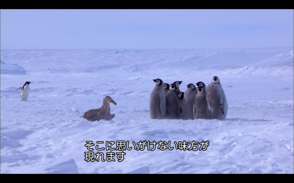 はんがー オオフルマカモメvsコウテイペンギンのヒナ この場面が何度見ても面白すぎる はんがー オオフルマカモメvsコウテイペンギンのヒナ この場面が何度見ても面白すぎる