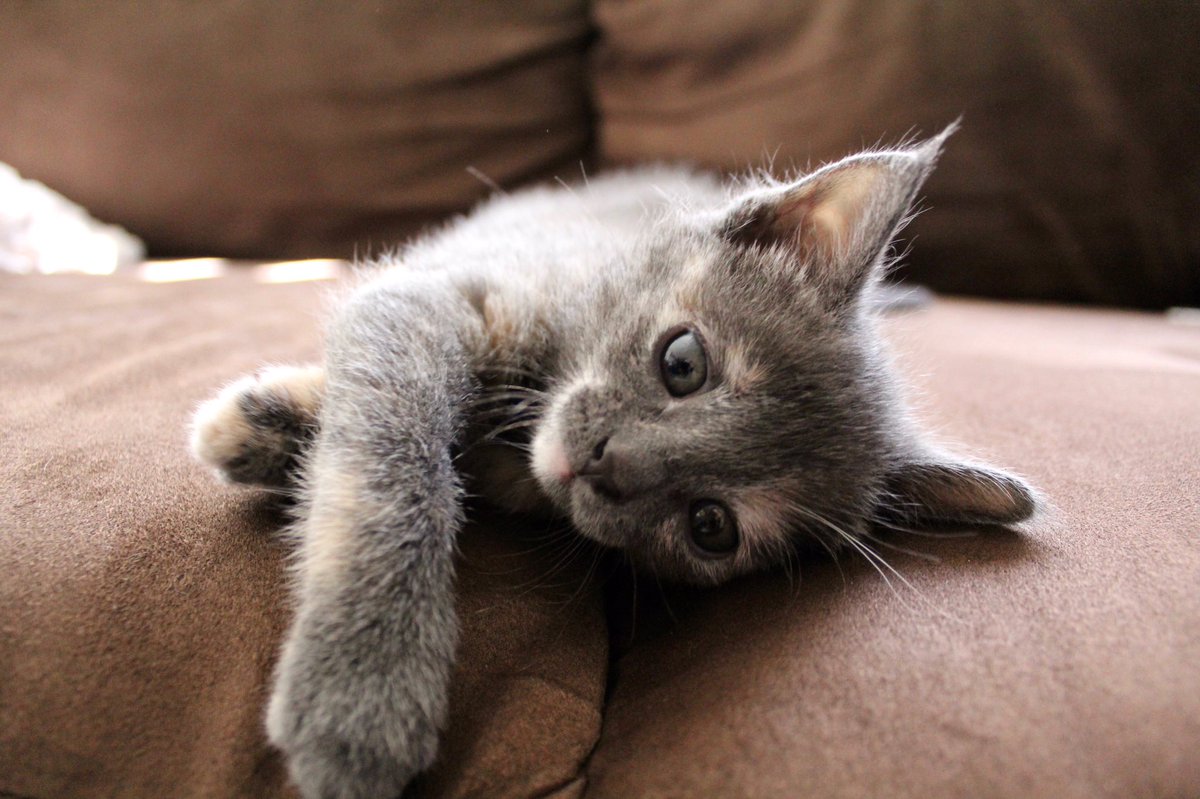 thrasher_cat's tweet photo. Meet Nova 😻🌟 She is adorable &amp; so spunky! #catsofinstagram #twitterweek @catsofinstagram https://t.co/HzqDDXvzc7