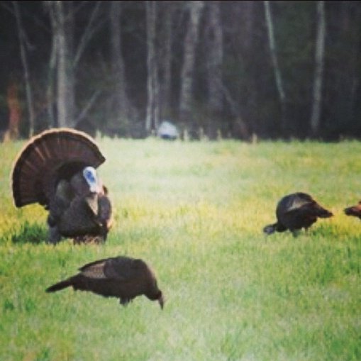 dakota_madel's tweet photo. It's that time of the year in Wisconsin today in Dalton WI. https://t.co/HZg39cOz2I