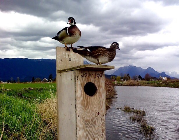 czarofbar's tweet photo. Buying 6 new trail cams....priceless!! #pw @PMSSMarauders @DUCinBC https://t.co/KugqJ1GFx8