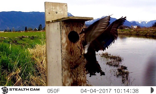 czarofbar's tweet photo. Buying 6 new trail cams....priceless!! #pw @PMSSMarauders @DUCinBC https://t.co/KugqJ1GFx8