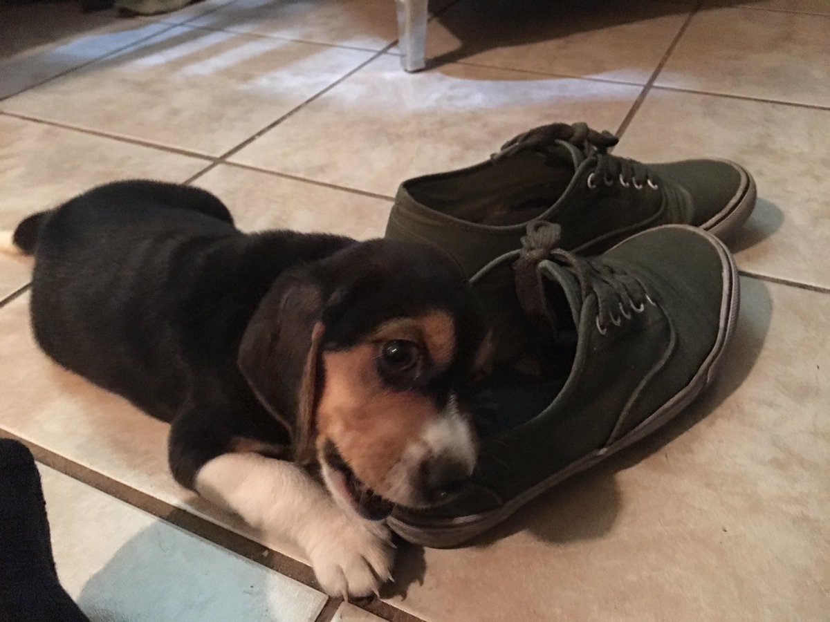 HebMT's tweet photo. LINK IS IN DA HOUSE! #LinkDog https://t.co/34Dr8wGICe
