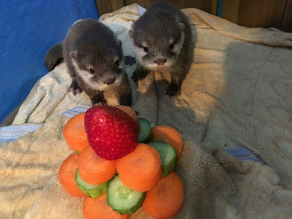 ala_ive_aqua's tweet image. 어제 동영상은 아무래두 엄마 아빠 가을 겨울이한테 가려서 애들이 얼마나 컸는지 잘 안보이셨죠?
얼라랑 이브 진짜 많이 컸어요 ㅋㅋㅋㅋㅋ