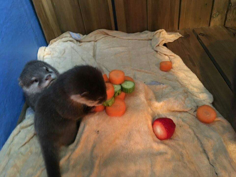 ala_ive_aqua's tweet image. 어제 동영상은 아무래두 엄마 아빠 가을 겨울이한테 가려서 애들이 얼마나 컸는지 잘 안보이셨죠?
얼라랑 이브 진짜 많이 컸어요 ㅋㅋㅋㅋㅋ