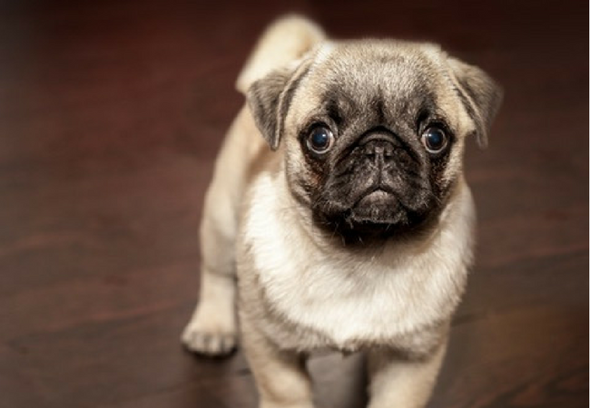 DIYDogProjects's tweet image. #dogsoftwitter Does the playful personality of the pert #pug make them the best #apartmentdog for you? diydogprojects.com/tw-bestapartme…