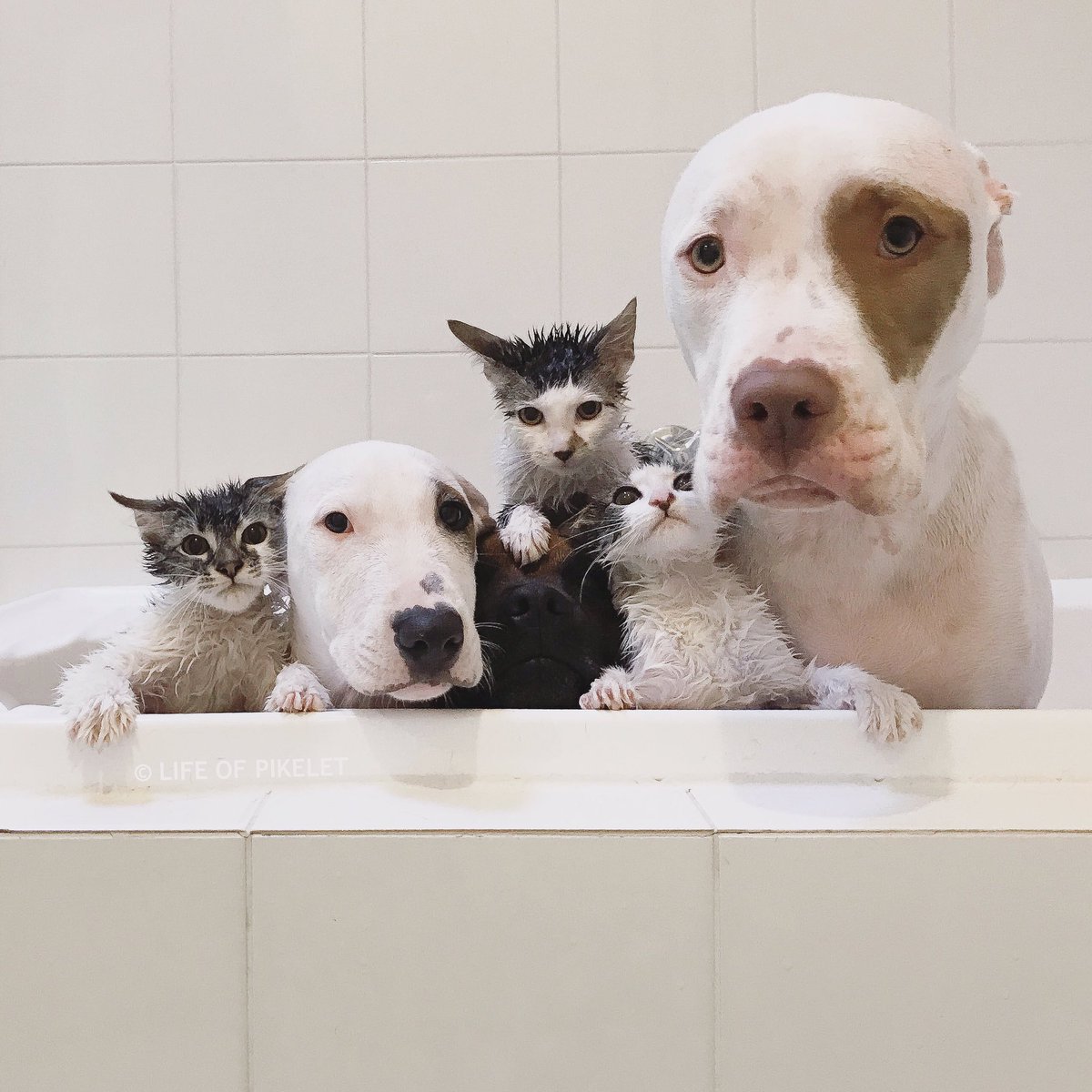 LifeOfPikelet's tweet photo. Goodbyes are always hard, but Caturday morning taking a bath with your kitty foster sisters is harder.
#Pepperoni #Adopted #bathface https://t.co/PUk32PtBqu