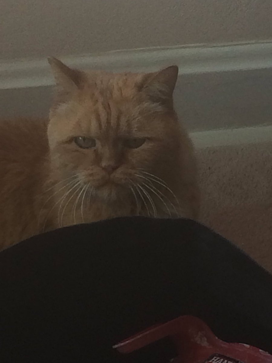 weissinnovation's tweet photo. Sebastian the cat didn't like me working at his house today. #meanmug https://t.co/OhfW5zGEXj