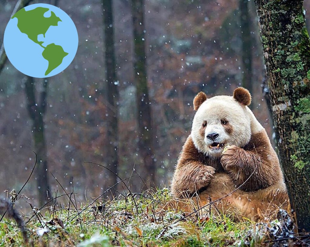 delessismore's tweet image. Fuck all the other pandas this is the only that truly matters