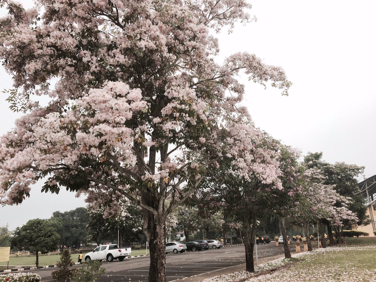 Wallpaper Bunga Sakura Jepun – WallpaperShit