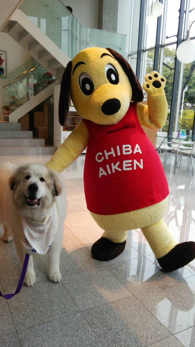 専門学校 ちば愛犬動物フラワー学園 あいにくの雨 ですがオープンキャンパス開催中です 今日からちば愛犬 に新しい仲間が加わりました 名前はズバリ 愛犬くん 笑 みんなボクに会いに来てね 大福とも仲良し ちば愛犬 マスコット 専門学校 ちば愛犬動物フラワー学園 あいにくの雨 ですがオープンキャンパス開催中です 今日からちば愛犬 に新しい仲間が加わりました 名前はズバリ 愛犬くん 笑 みんなボクに会いに来てね 大福とも仲良し ちば愛犬 マスコット