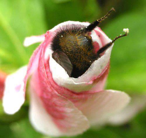 ARTBAEGAL's tweet image. Here’s a picture of a bumblebee butt and it’s little legs hanging out of a flower just in case you needed it today.