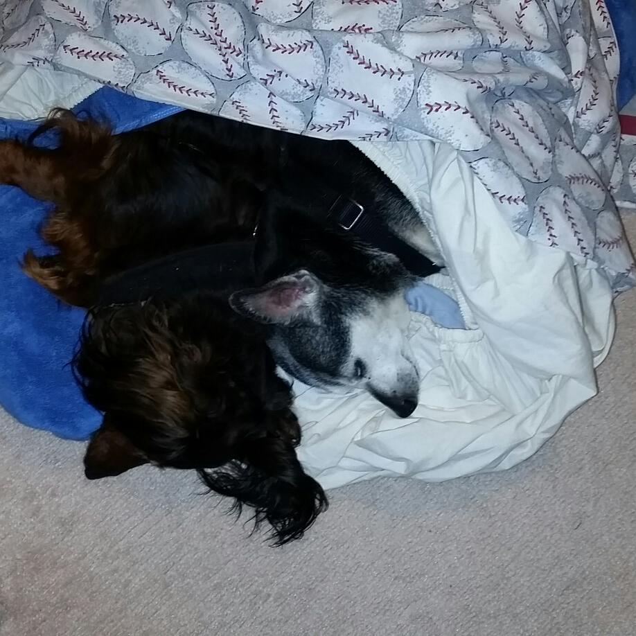 AngelsWithTails's tweet image. gofundme.com/happy-tails-st… #Stella was #paralyzed #Emergency #IVDD #surgery #saved her #life
#Recovery Is #Possible #Please #Help #DONATE