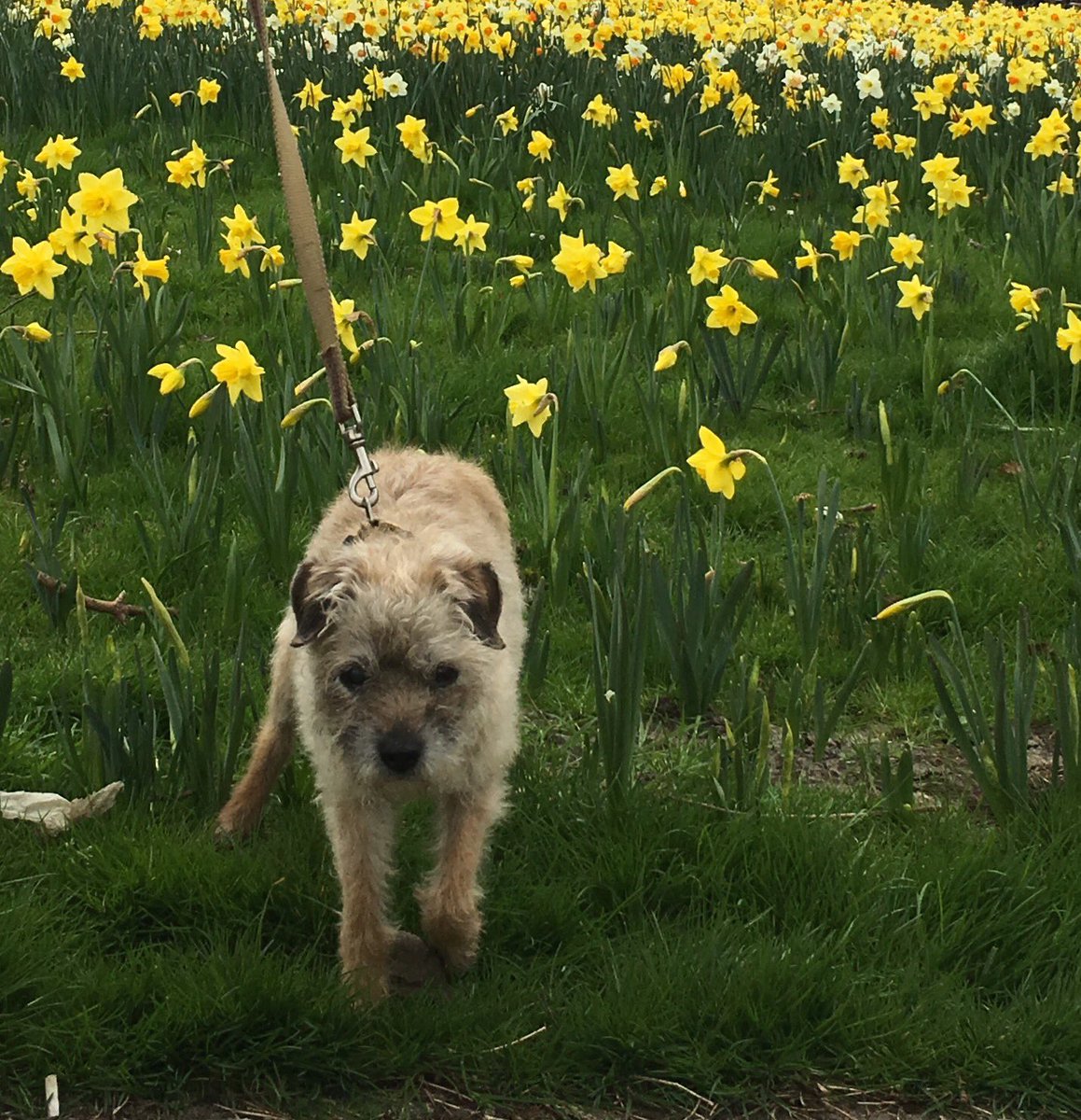 SaffiBorderT's tweet photo. Thank you #BTPosse. Saffis family around world felt your support and understanding. We miss our loving brave crazy girl. Hearts broken. 💔 https://t.co/2ZrFXHUR11