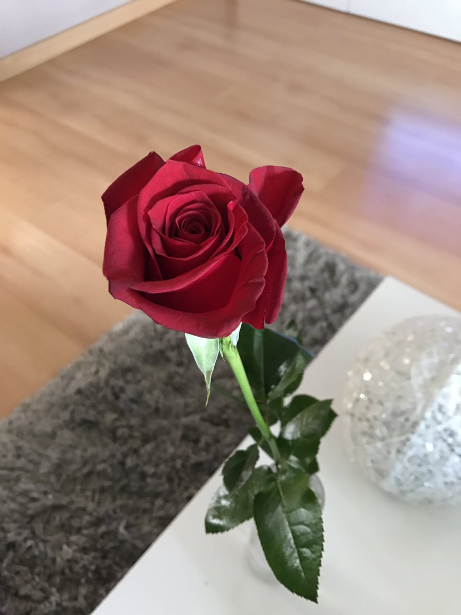 Good morning 🌹🌹🌹#PaperRoses https://t.co/WNpzvcpYQo