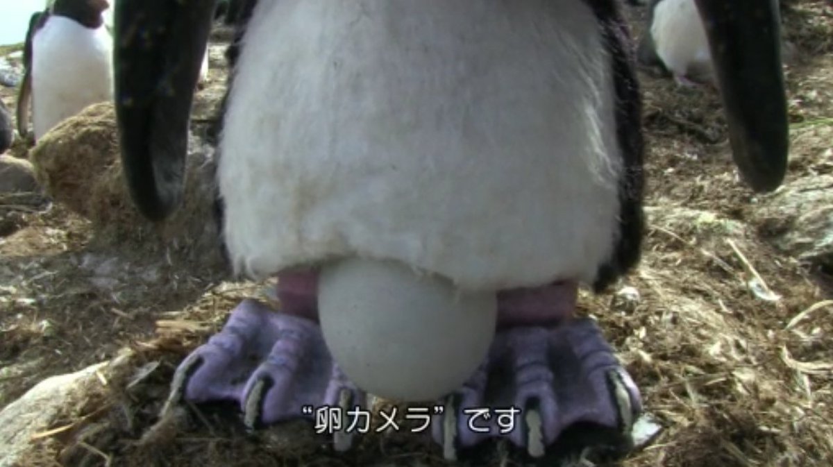 Kent1 最近良く見るペンギンちゃん達の元ネタようやく見つけた 第1話 第3話まである 潜入 スパイカメラ ペンギン 極限の 親子愛 Amazonビデオ ジョン ダウナー T Co I6a7jsija7 Amazonjpさんから