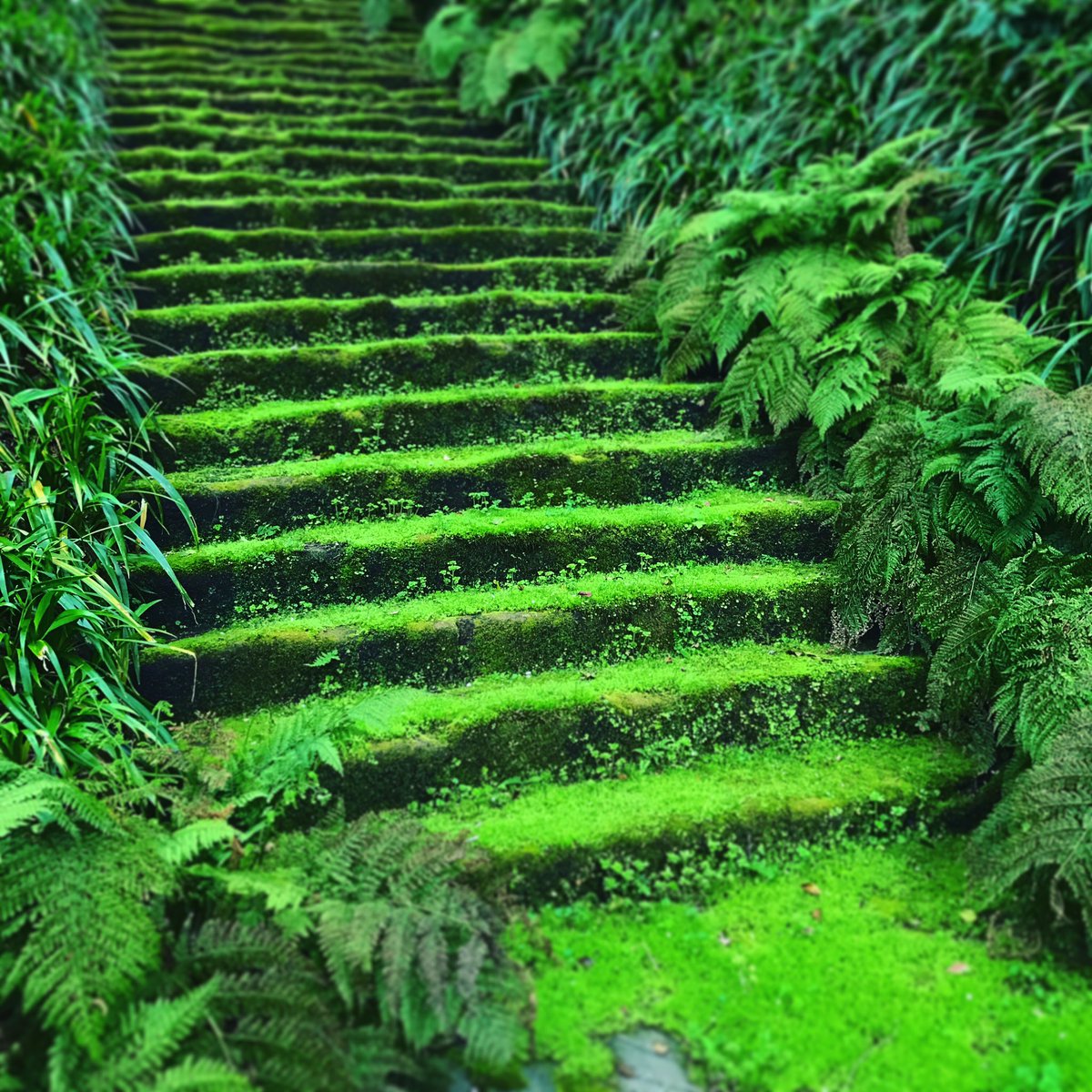 ヨポヨポ苔 昨日は鎌倉の妙法寺へ この苔階段は最強 のひと言 あ いつまでも見ていたかった 転がっても痛くなさそう 笑 苔 Moss