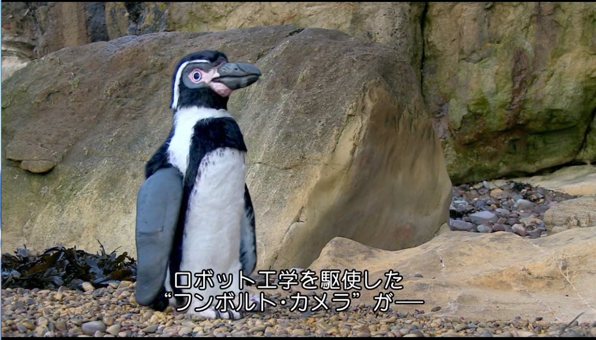 ものの腐 ごりえ カメラは水中地上合わせ 全部で50台あるらしい 暗い状態になると暗視カメラ投入 もうすごいとしか言いようがない 倒されても自力で立ち上がるんやで