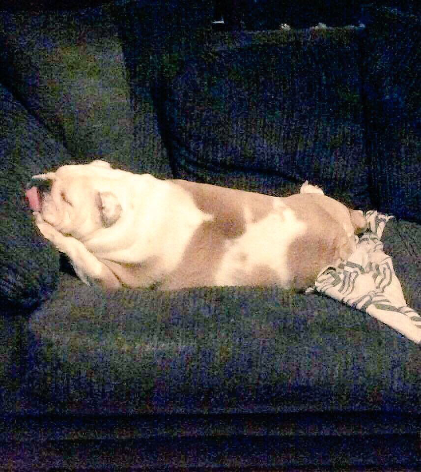 collectibulldog's tweet photo. Shhhh here's a bullie secret for ya We bulldogs absolutely love rubbing our folds up and down your sofas when your not about #TopSecretFiles https://t.co/UsoZPmo8tO