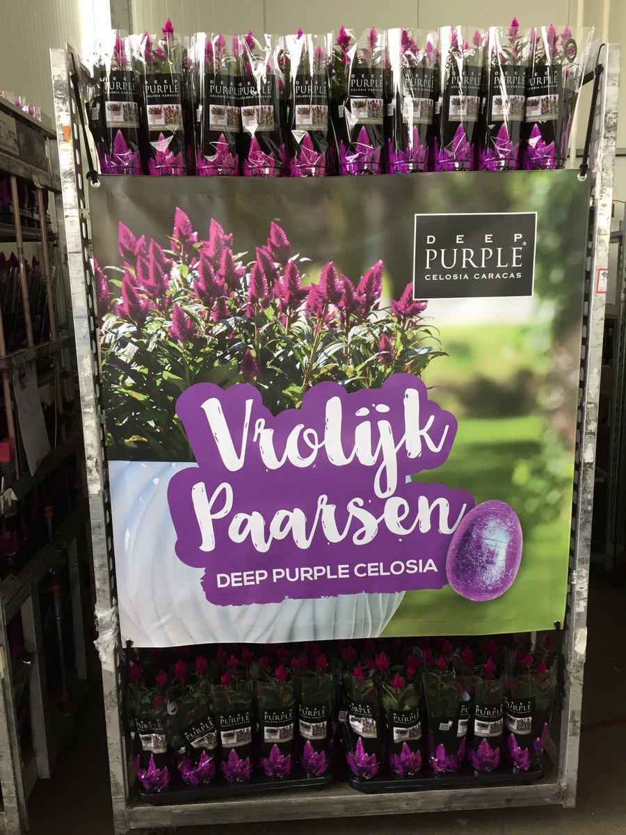 Celosia Deep Purple (@purplecelosia) on Twitter photo Het wordt een vrolijk weekje op de veilingklokken van <a href="/FloraHolland/">Royal FloraHolland</a>! #vrolijkpaarsen Het wordt een vrolijk weekje op de veilingklokken van <a href="/FloraHolland/">Royal FloraHolland</a>! #vrolijkpaarsen
