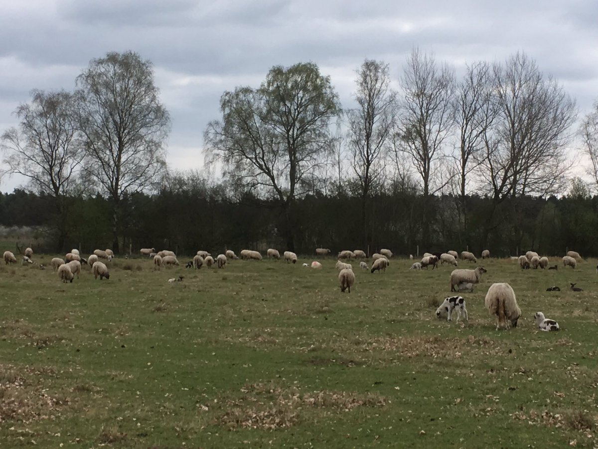 Voorjaar. Een veld vol blatende schapen &amp; lammetjes. Schaapskudde <a href="/hetniejboer/">M van Baaren</a>