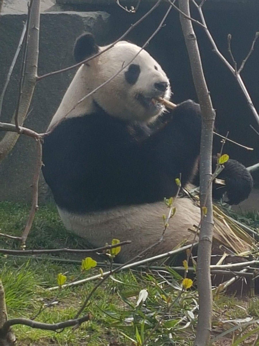CipherDelic's tweet photo. Lunch time visit for the team to see the pandas at @EdinburghZoo
Looks like it's lunchtime for everyone here at @EdSciFest https://t.co/skcraWKoXO