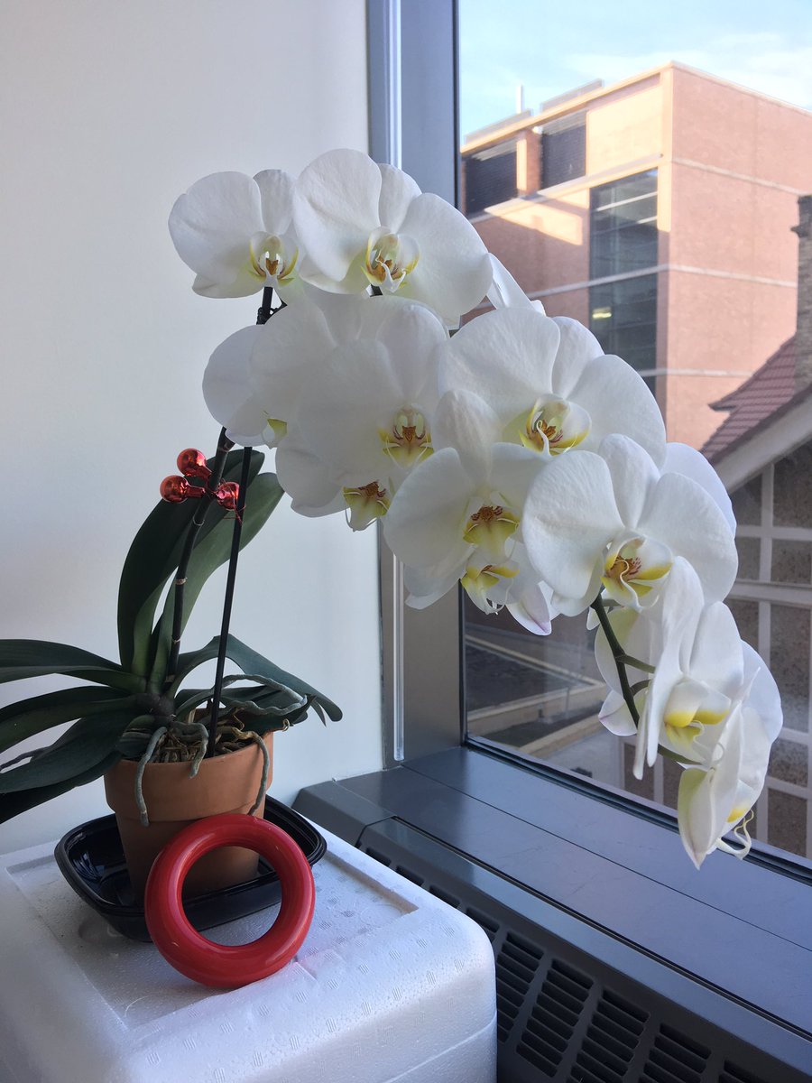 burton_lab's tweet photo. The orchid loves being the lab. Thanks @BenMielichSuess https://t.co/UoChUtW6gA