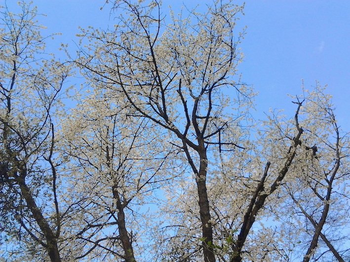 De l'éternel Azur la sereine ironie
Accable, belle indolemment comme les fleurs

Stéphane Mallarmé

#poesie #photographie