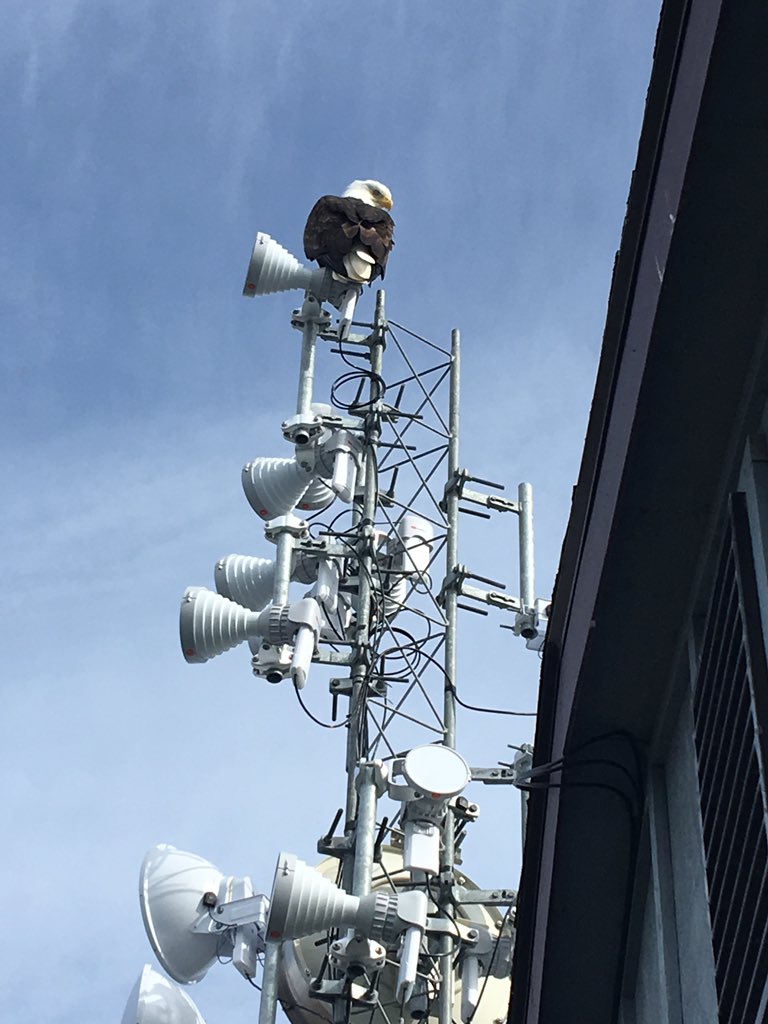 rfelements's tweet photo. "The Eagle Has Landed"
Happy #WirelessWeekend from Homer, #Alaska!

Thx @sphyyr &amp; @AaronSpitwspots of @SPITwSPOTS

https://t.co/0Cx45vRgXo https://t.co/uJecKrBHIy