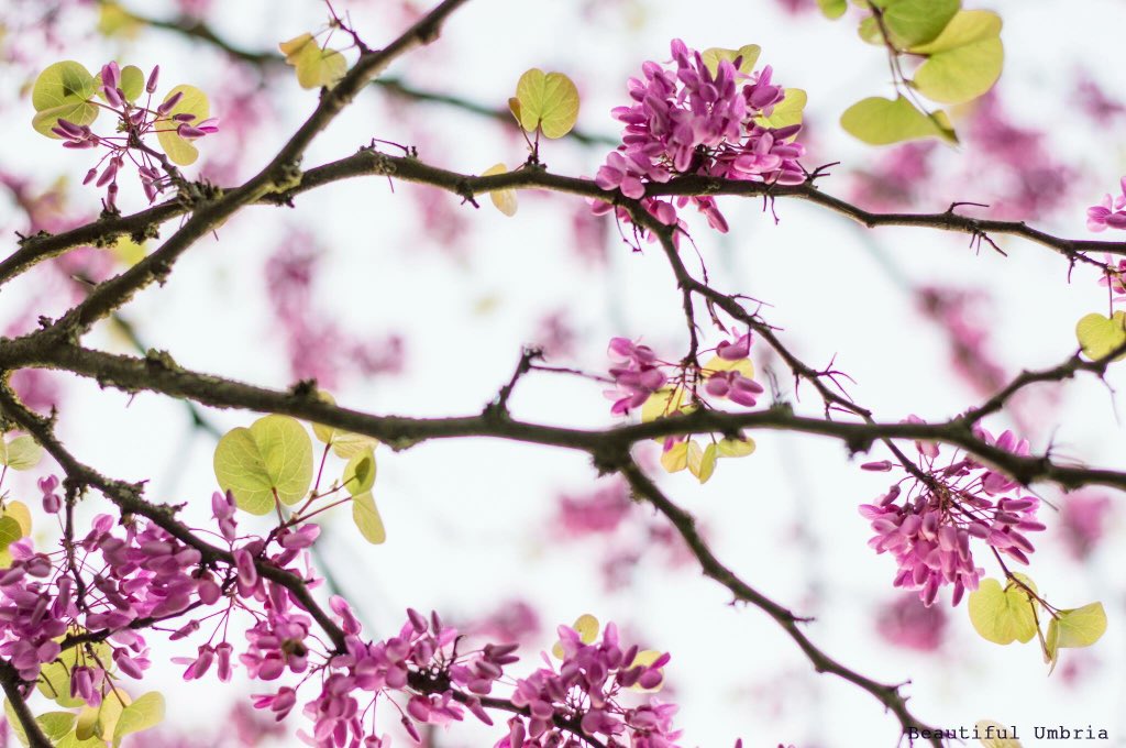 Bellissima primavera in #umbria ~ #italy