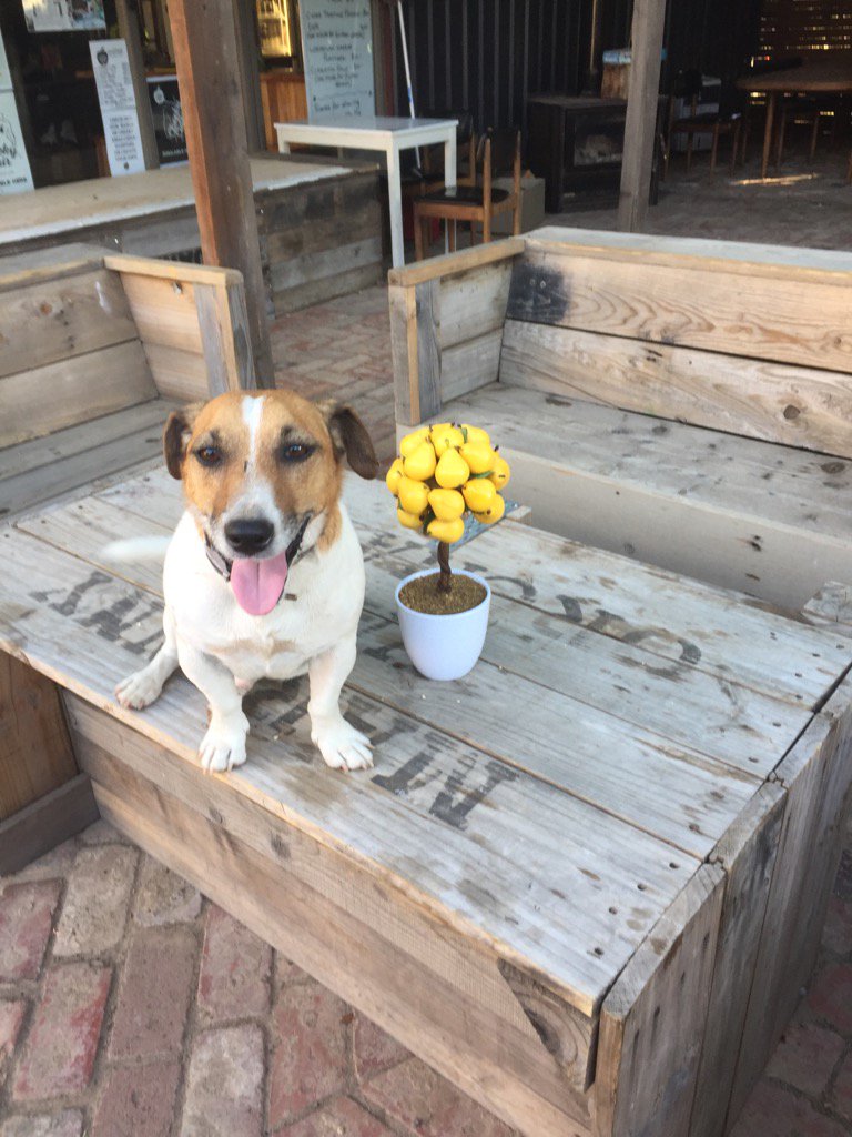 Resident friend Jack hanging out for a cider <a href="/CheekyGrog/">Cheeky Grog Co</a> #blossomtobottle #australiancider #Imcute