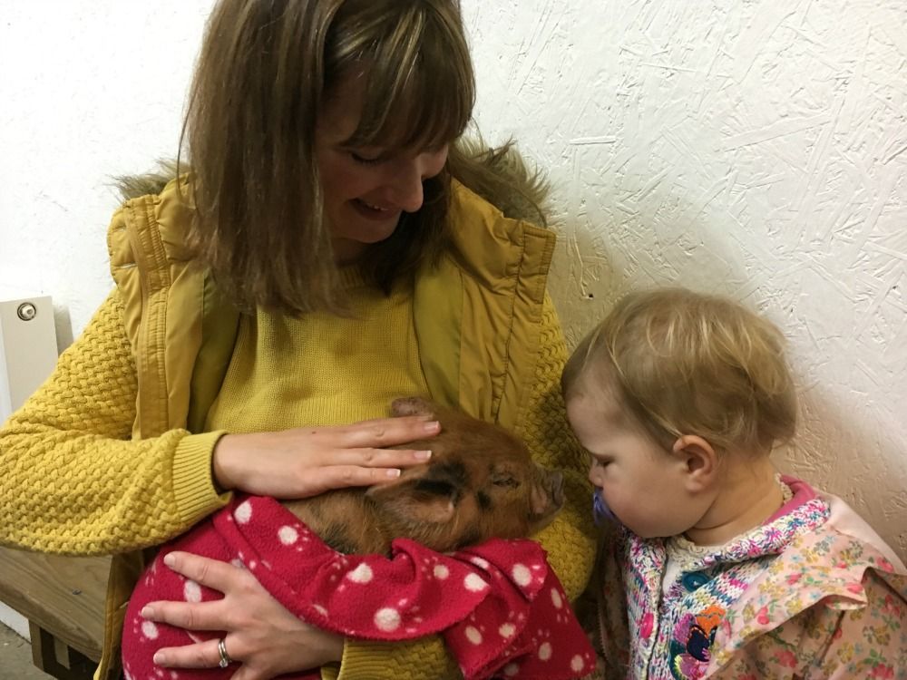 TinBoxTraveller's tweet photo. *New* Meeting the miniature pigs at @PennywellFarm https://t.co/vcQfakh9Tc #ad #EasterinDevon #DevonEggHunt @DevonTopDaysOut https://t.co/Fltx5byQ8J